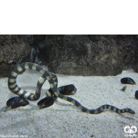 زیرخانواده مارهای دریایی Sea snakes